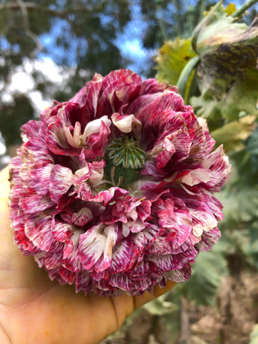 Poppy P. Somniferum  (Antique Clouds Mix)