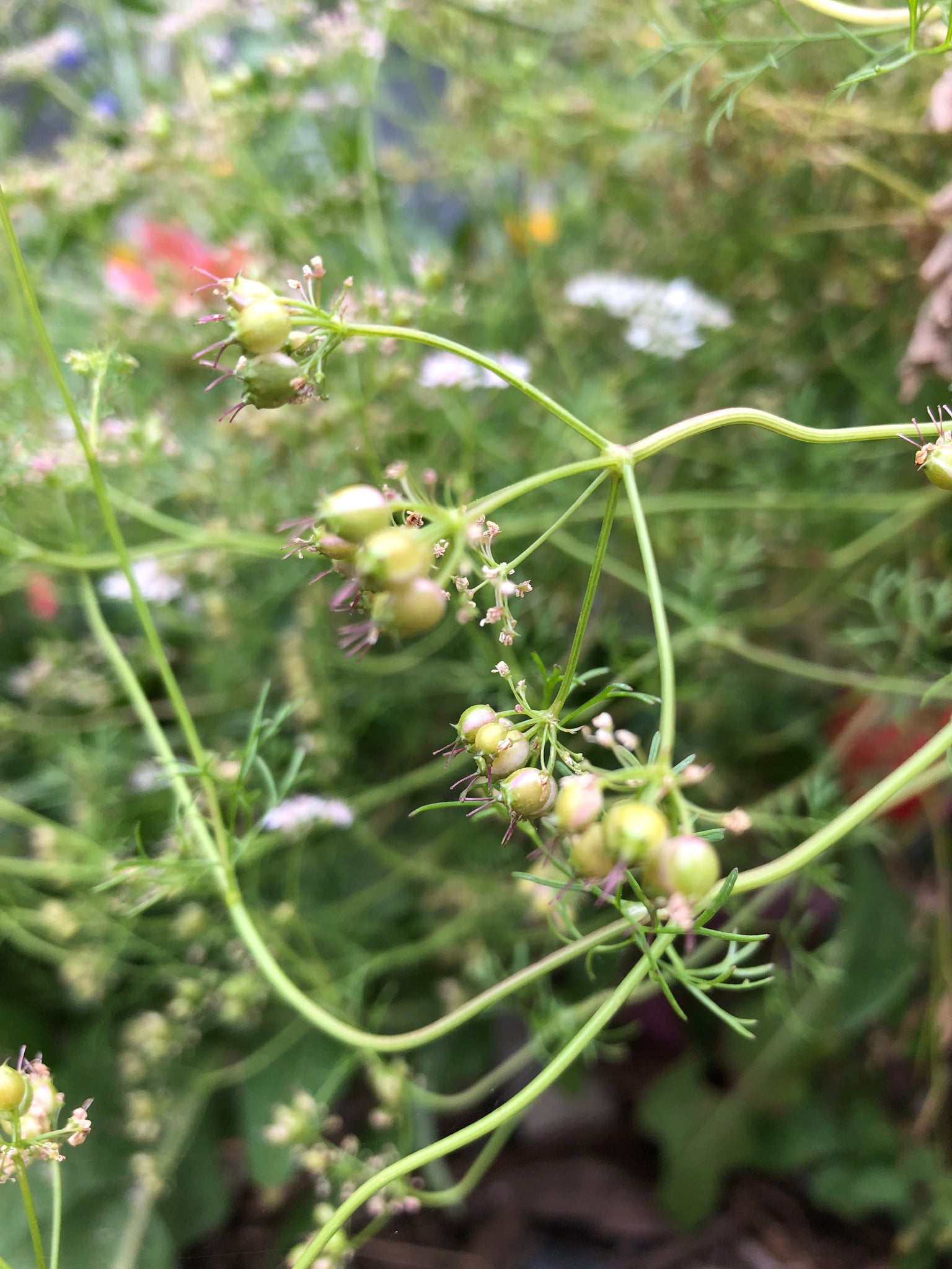 buy coriander seeds for planting Coriander seed (Cilantro) – Starfish Honey