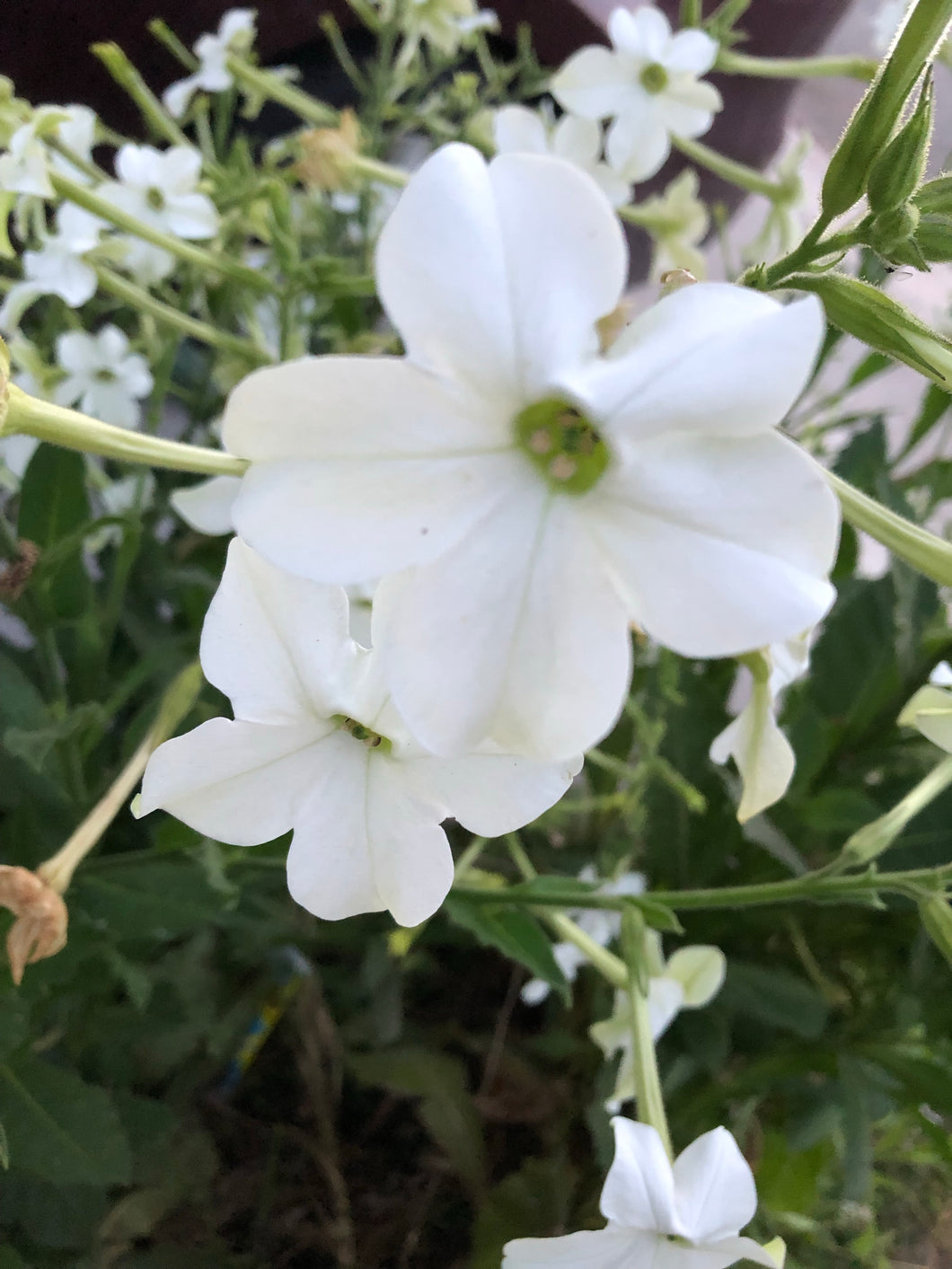 jasmine tobacco plant for sale Jasmine-Scented Nicotiana releasing its delightful scent as the sun sets Jasmine tobacco - Fine Gardening