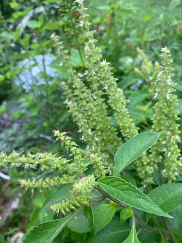 Holy Basil Seed - (Vana) Ocimum Gratissimum