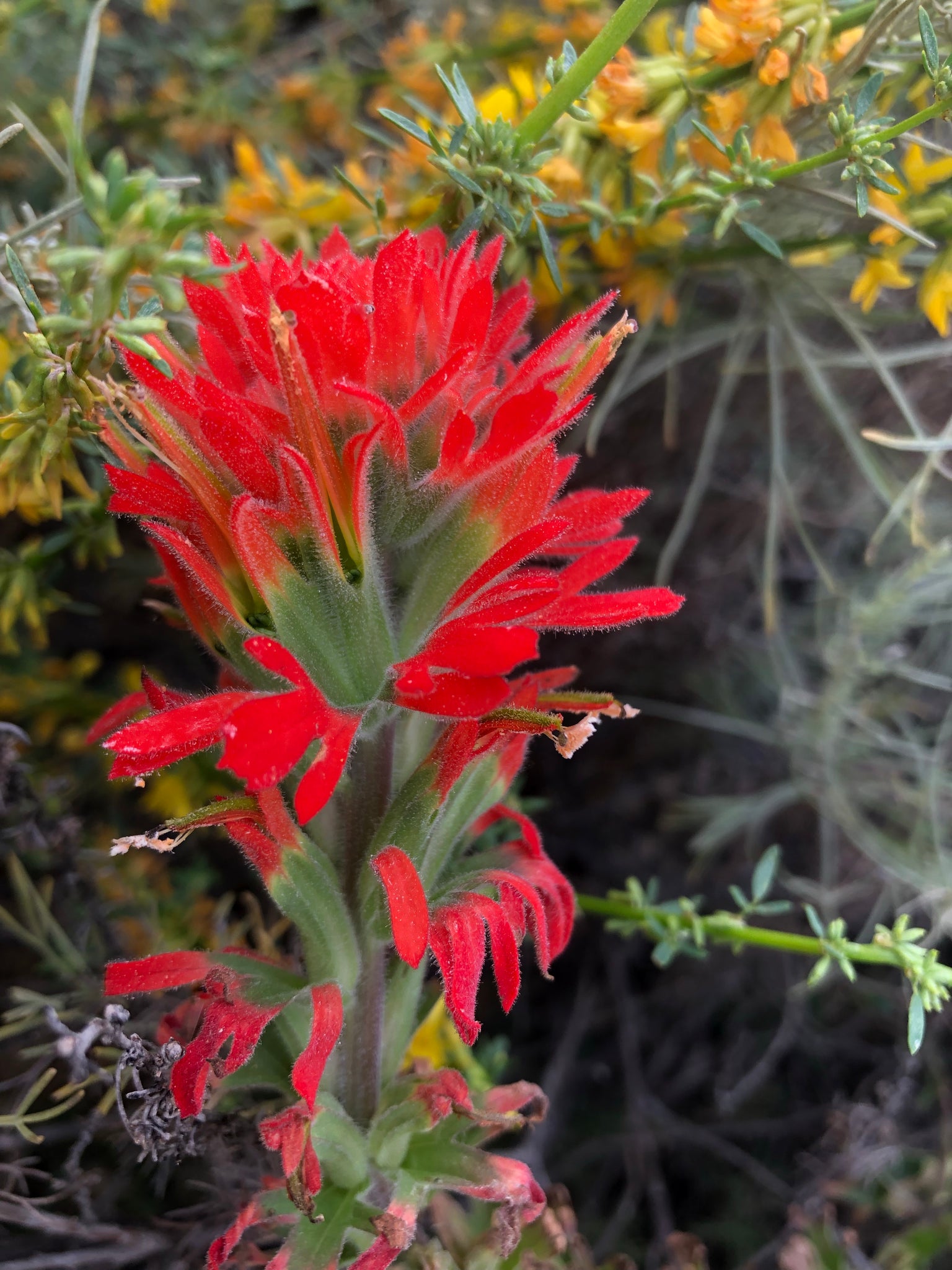 planting indian paintbrush seeds Indian Paintbrush Flower seed (Castilleja Affinis) – Starfish Honey