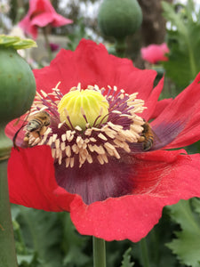 Poppy P. Somniferum (Wizard of Oz)