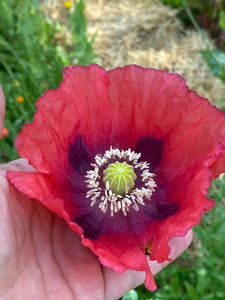 Poppy P. Somniferum (Wizard of Oz)