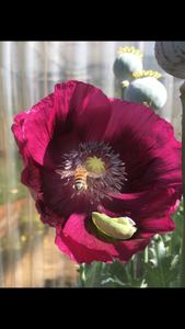 Poppy P. Somniferum (Dark Raspberry Pepperbox)