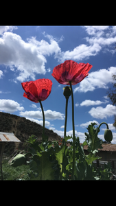 Poppy - P. Somniferum Heirloom Collector’s Bundle