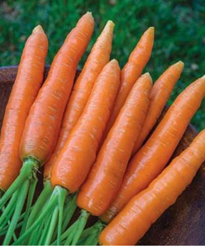 Carrot (Scarlet Nantes) seed