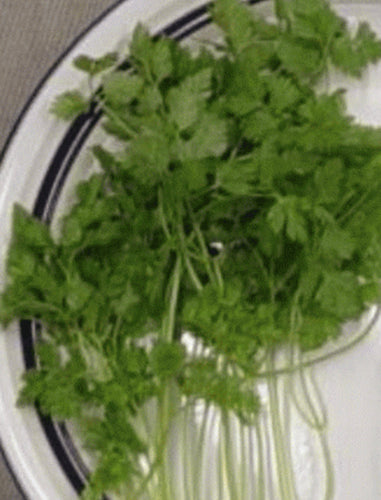 Chervil - Winter