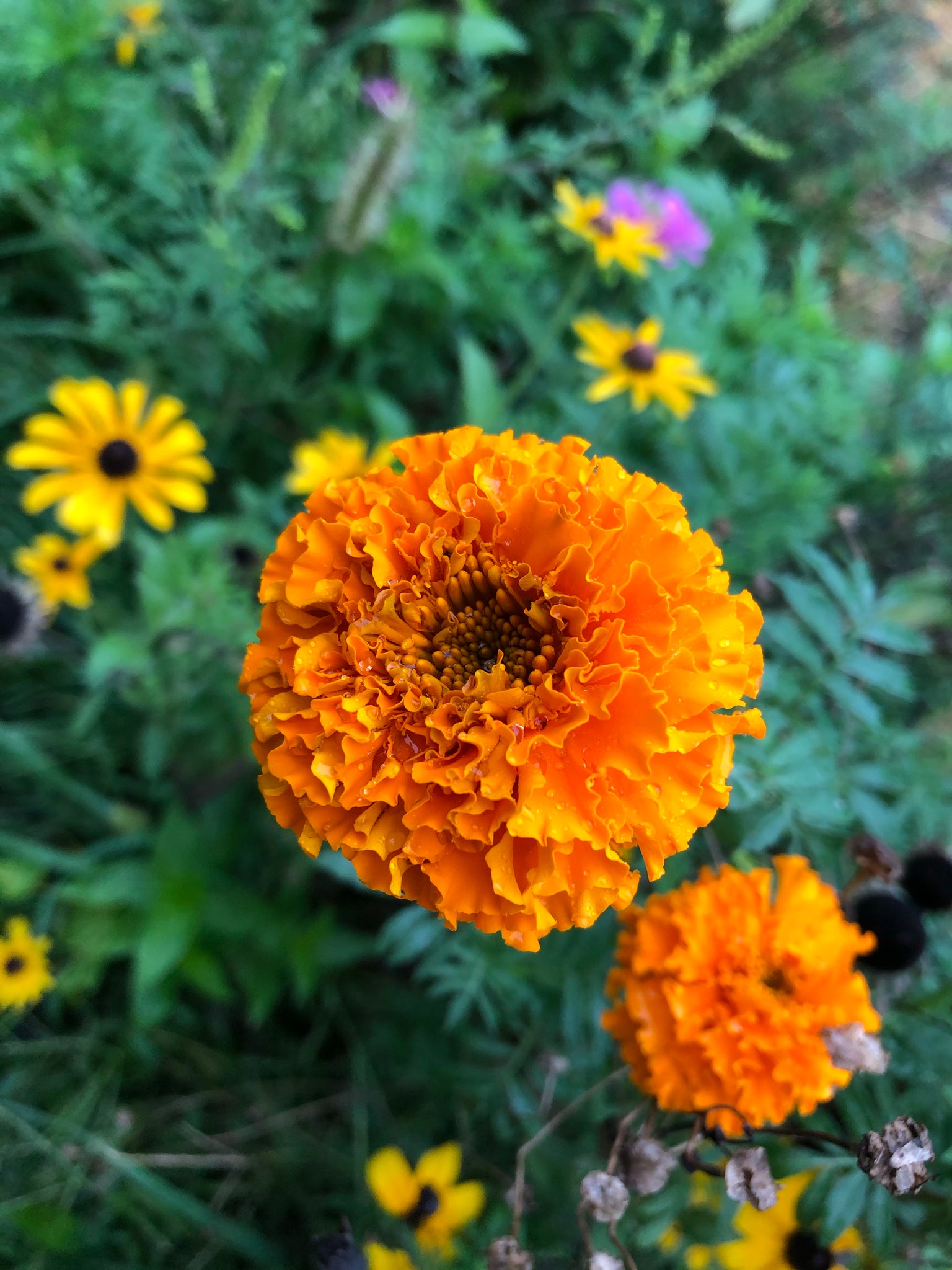 giant yellow marigold seeds Marigold