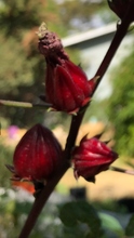 Jamaica Tea (Hibiscus sabdariffa) dried flowers