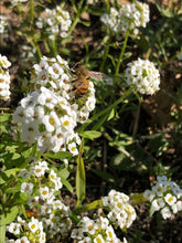 Alyssum (white) Seed