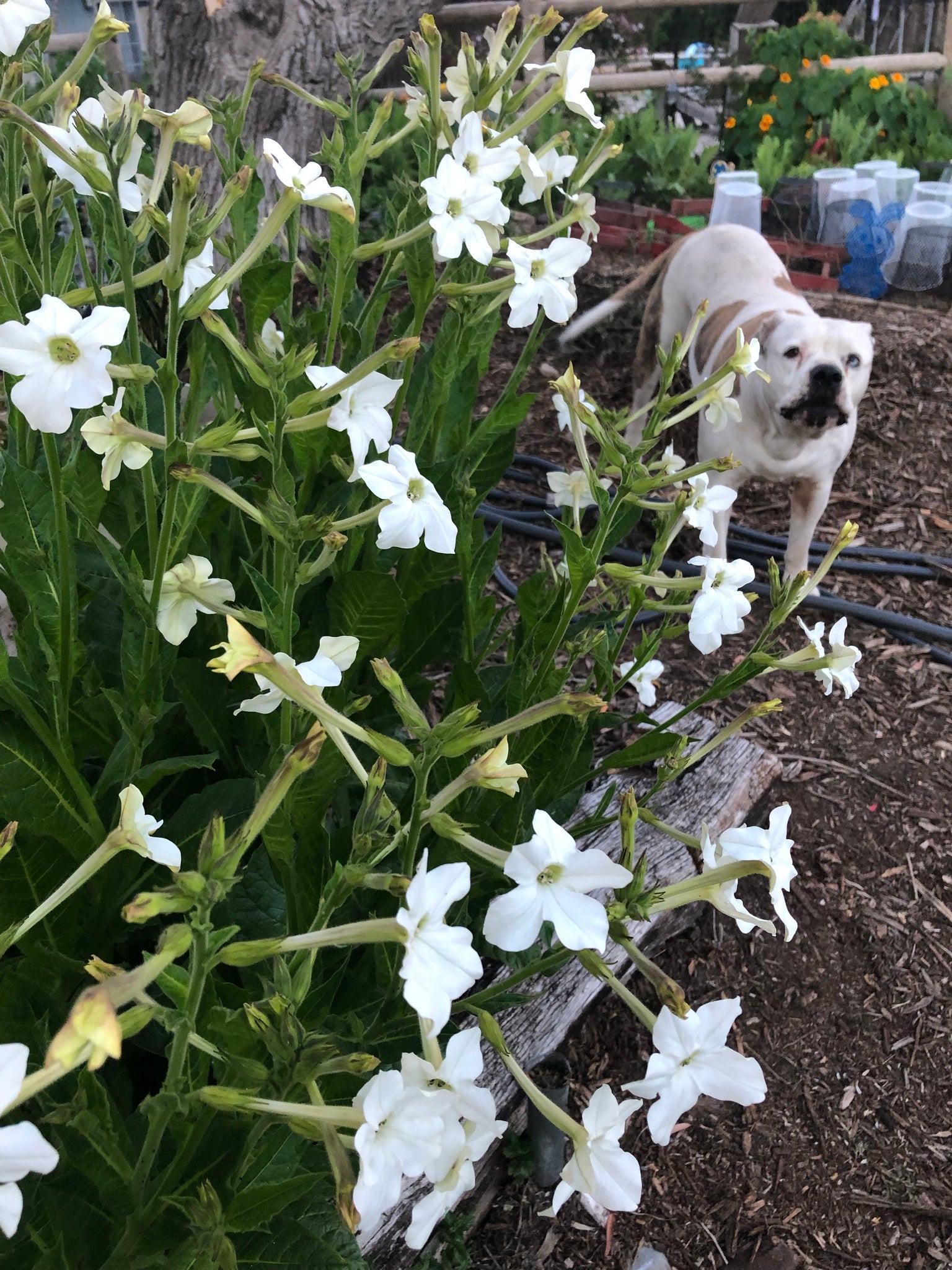 jasmine tobacco plant for sale Nicotiana Affinis (Jasmine Tobacco) Heirloom seeds – Starfish Honey jasmine tobacco plant for sale Nicotiana Affinis (Jasmine Tobacco) Heirloom seeds – Starfish Honey