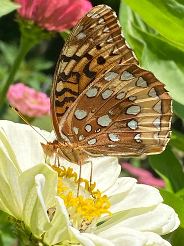 Zinnia - Key Lime Pie mix