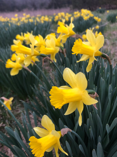 Daffodil (bulbs)