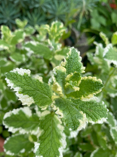 Mint (Variegated Pineapple) Rooted Rhizomes