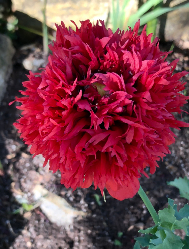 Poppy - P. Somniferum (Tharp’s Firecracker) – Starfish Honey