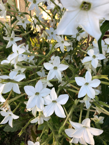 Nicotiana Affinis (Jasmine Tobacco) Heirloom seeds