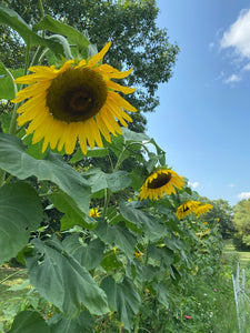 Sunflower - Mongolian Giant seeds