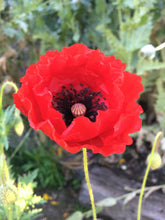 Poppy (Papaver Rhoeas)