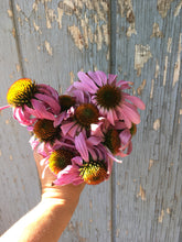 Echinacea Seed