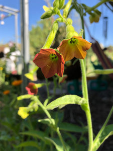 Nicotiana Alata (Pink Flower Tobacco)