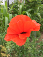 Poppy (Papaver Rhoeas)