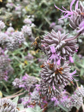 Sage (Salvia Leucophylla) Giant Gray