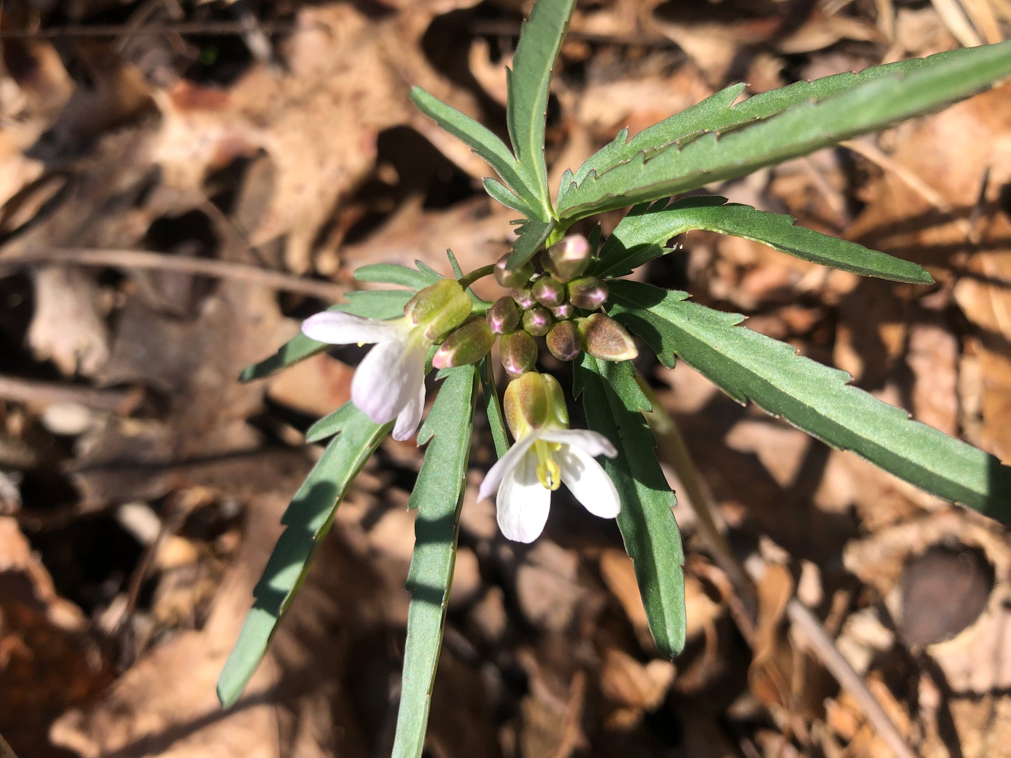 Toothwort Root Toothwort (Rhizomes) – Starfish Honey