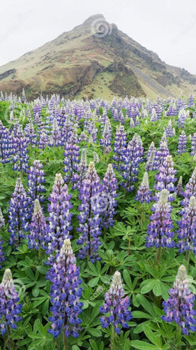 Nootka Lupine (Alaskan Wolf Lupine) seed