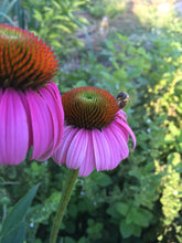 Echinacea Seed