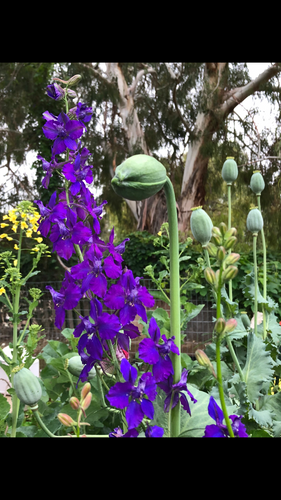 Not Your Grandmother’s Garden Mix - Poppy & Large Wild Flower Pollinator Blend