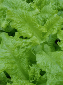 Lettuce - Black Seeded Simpson seeds