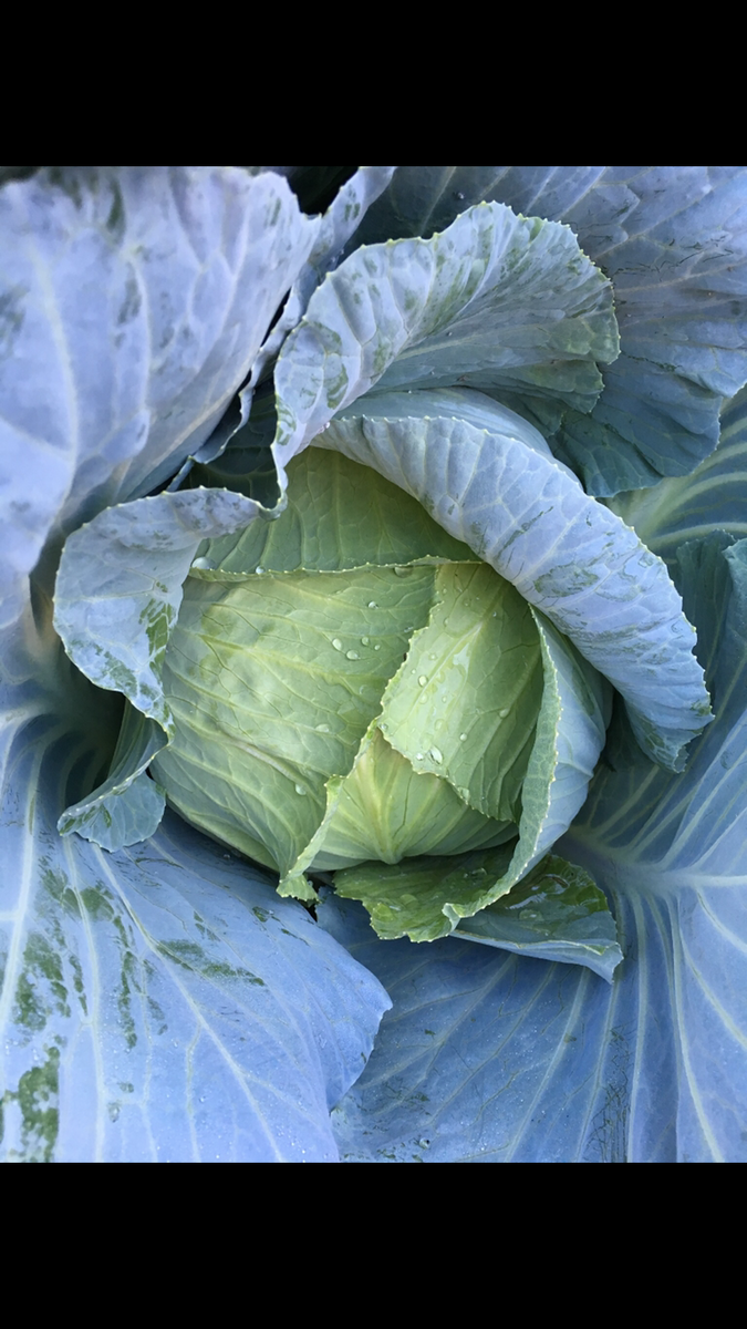 Cabbage ( Early Jersey Wakefield) seeds – Starfish Honey