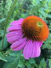 Echinacea Seed