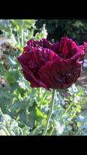 Poppy P. Somniferum (Dark Raspberry Pepperbox)