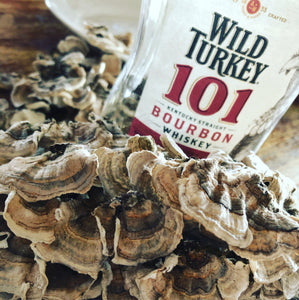 Wild Turkey Tail Tincture