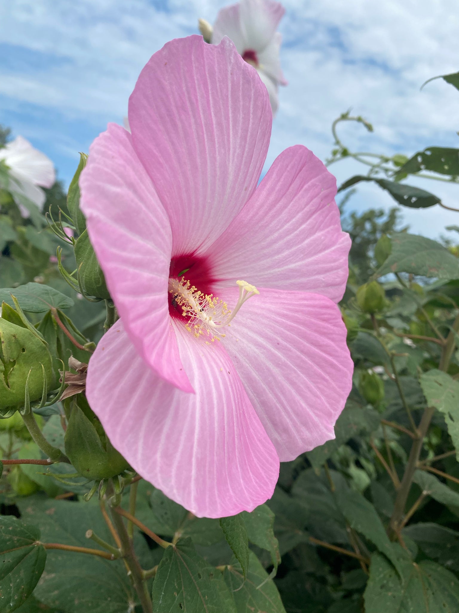 giant hibiscus flower seeds Hardy Hardy Hibiscus (Giant Rose Mallow) Blush Rose (15 ct seed pack) – Starfish Honey