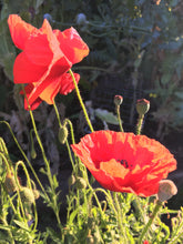 Poppy (Papaver Rhoeas)