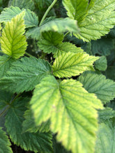 Raspberry Leaf