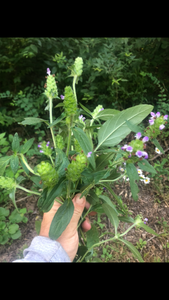 Self Heal  (Prunella Vulgaris) seed