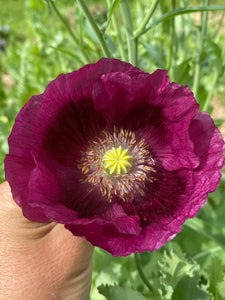 Poppy P. Somniferum (Midnight Black)