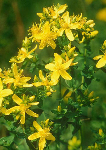 St. John’s Wort - Hypericum perforatum Seed