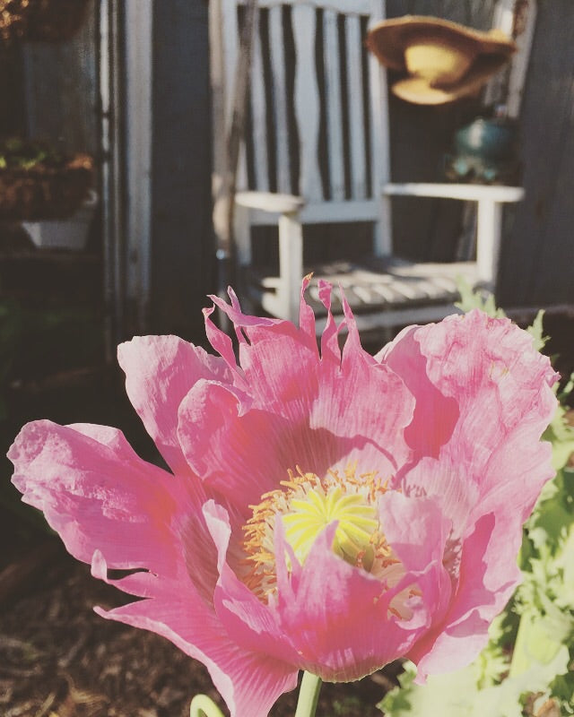 Poppy P. Somniferum (Walter's Pink for warm weather zones