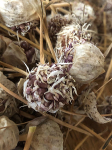 Garlic - Fresh Heirloom Rose - Bulbits
