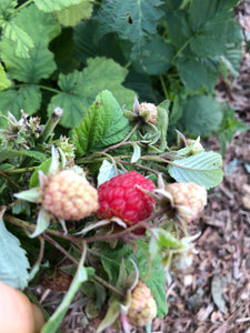 Raspberry Leaf