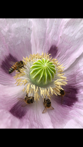 Poppy P. Somniferum (Stoker’s Blue Odyssey) Seed