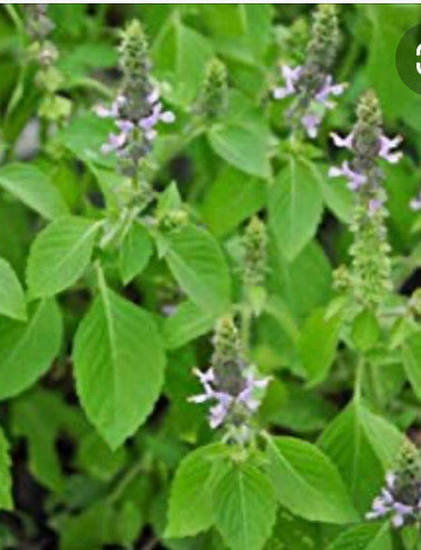 Holy Basil Seed - (Kapoor) Ocimum Sanctum