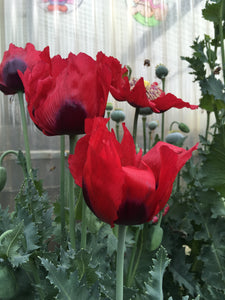 Poppy P. Somniferum (Wizard of Oz)