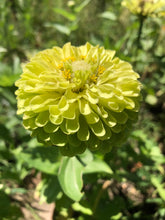 Zinnia - Key Lime Pie mix