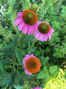 Echinacea Seed