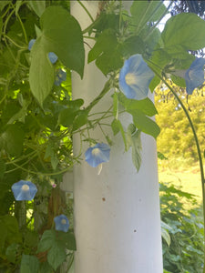 Morning Glory (Heavenly Blue Ivy leaf ) Ipomoea hederacea seeds